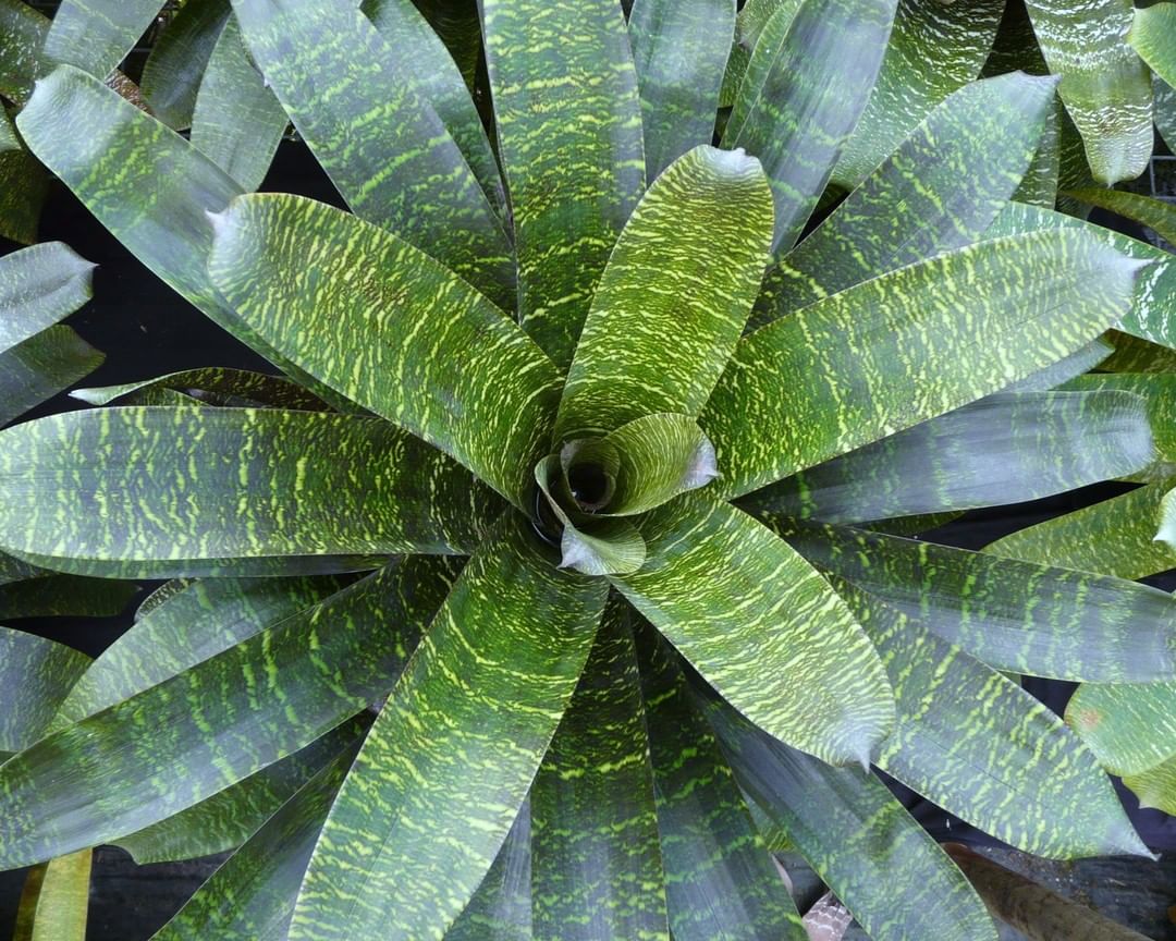 Bromélias atraem dengue?
